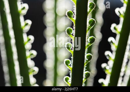 Primo piano di una palma giovane con foglie curve a spirale. Layout creativo realizzato con una nuova foglia di palma verde. Utilizzare come sfondo naturale di piante verdi ed ecologia. Sfondo della natura Foto Stock