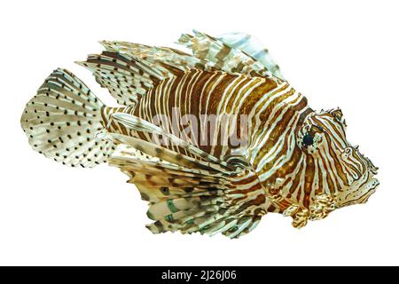Primo piano di un Lionfish di acquario con pinne velenose in profondità corallo isolato su sfondo bianco. Predatore velenoso pesce di Pterois miglia specie