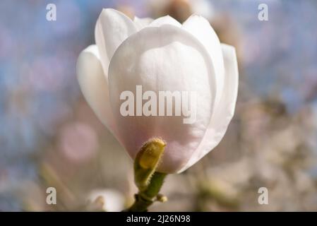 Primo piano di un fiore Magnolia in una giornata di primavera in giardino Foto Stock