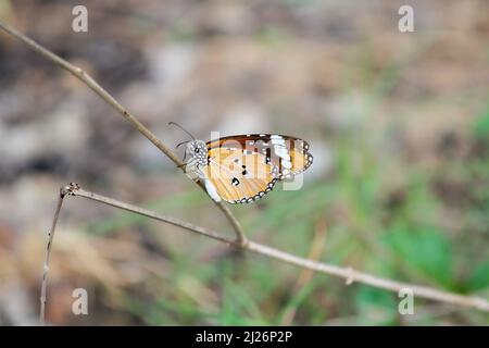 Una farfalla arancione arroccata su un ramo Foto Stock