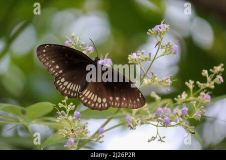 Una farfalla nera su alcuni fiori di lavanda con ali aperte Foto Stock