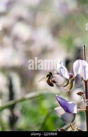 Primo piano ape miele e fiore rosa lupino. Fuoco selettivo Foto Stock