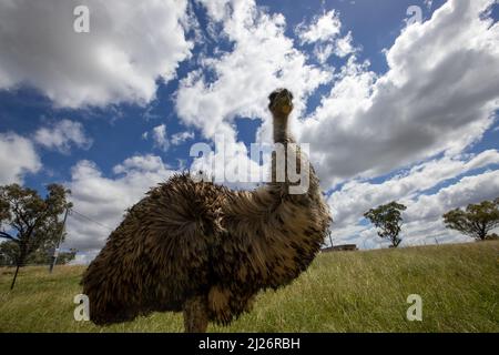 Un primo piano dell'uem nel prato verde. Foto Stock