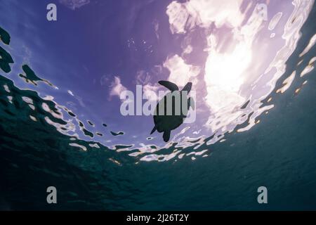 Mare con tartaruga verde nel Mar dei Caraibi intorno a Curacao Foto Stock