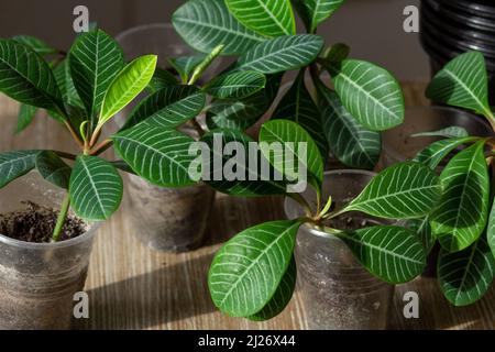 Germogli euforbia leuconeura in sacchetti di plastica su sfondo di legno Foto Stock