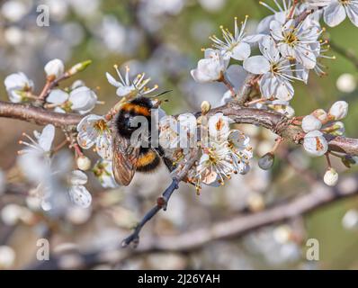 Queen Bumblebee coda-fiff nectaring su fiori di spina nera. Hurst Meadows, East Molesey, Surrey, Regno Unito. Foto Stock