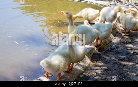 Primo piano foto di gialle goslings. Oche del bambino vicino ad un laghetto. Foto Stock