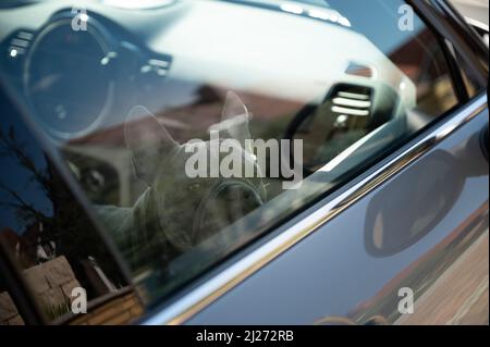 Il cane che guarda triste è rimasto in un'auto calda nel parcheggio - non lasciare gli animali da soli in auto calde Foto Stock