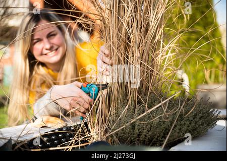 Giovane bionda che taglia l'erba di Zebra (Miscanthus sinensis zebrinus), o l'erba porcupina nel giardino Foto Stock