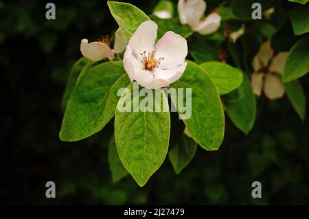 Ramo di albero di mele con foglie verdi, germogli e fiori con petali pinkish-white su un albero Foto Stock
