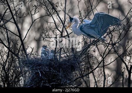 Un airone femminile (Ardea cinerea) ritorna al suo nido di pulcini affamati Foto Stock