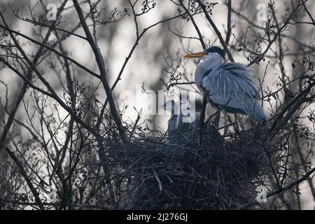 Un airone femminile (Ardea cinerea) con la sua covata di pulcini nel suo grande nido Foto Stock