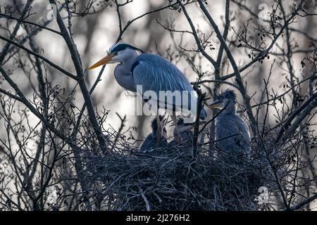 Un airone femminile (Ardea cinerea) con la sua covata di pulcini nel suo grande nido Foto Stock