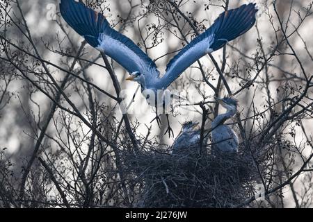 Un airone femminile (Ardea cinerea) lascia la sua branco affamata di pulcini in cerca di cibo Foto Stock