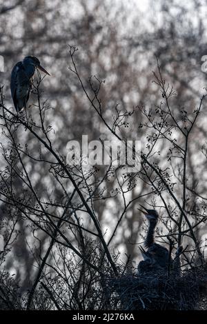 Dal suo persico su un ramo alto sopra il nido, un airone femminile (Ardea cinerea) guarda giù sulla sua covata affamata, supplicando per il cibo nel nido sotto Foto Stock