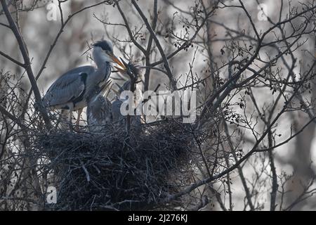 Un airone grigio femmina (Ardea cinerea) con i suoi tre pulcini affamati in un nido Foto Stock