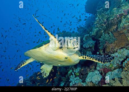 Tartaruga Verde (Chelonia Mydas) in corrispondenza di una barriera corallina, Sharm el Sheikh, Sinai, Egitto Foto Stock