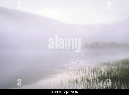 Schiarendo la nebbia a St.Mary's Loch nei confini scozzesi Foto Stock