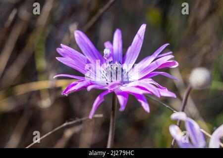 I fiori di Anemone hortensis, comunemente chiamato anemone a foglia larga Foto Stock