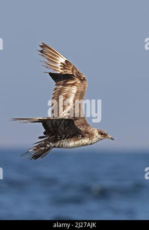 Pomarine Skua (Stercorarius pomarinus) uccello in piumaggio molto usurato in volo Arabian Sea, Oman Dicembre Foto Stock