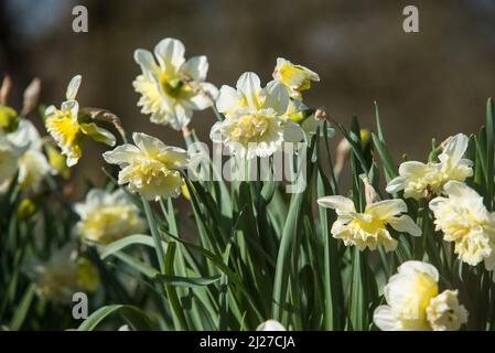 Primo piano di Daffodils bianchi e gialli (noti come narcischi e jonquil), perenni fioriti della famiglia amaryllis. Foto Stock