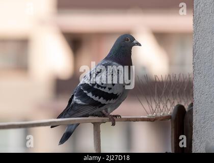 Una piccola messa a fuoco di un simpatico piccione ferale arroccato su una ringhiera del balcone Foto Stock