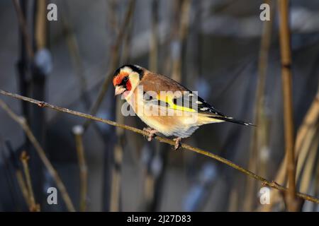 Goldfinch in inverno freddo Foto Stock