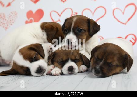 cuccioli addormentati carini di jack russel terrier Foto Stock