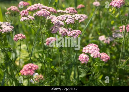 Paesaggio con fiori di yarrow, fuoco selettivo. Campo con fiori rosa di yarrow per disegno o progetto. Una fioritura yarrow meadowland per la pubblicazione Foto Stock