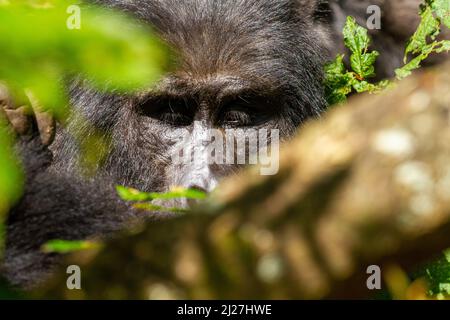 Ritratto di gorilla Foto Stock