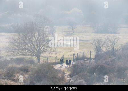 Camminatori che camminano nella nebbia in shrubland / macchia della riserva naturale De Westhoek / angolo occidentale in primavera a De Panne, Fiandre Occidentali, Belgio Foto Stock