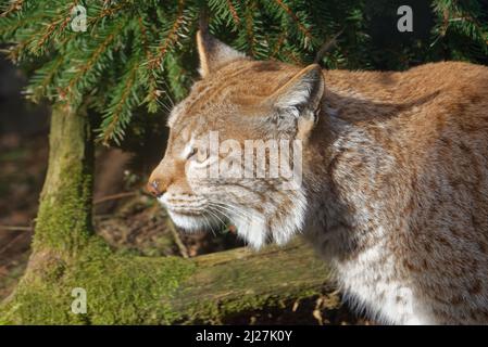 La lynx eurasiatica (Lynx lynx) è un gatto selvatico di medie dimensioni. Foto Stock