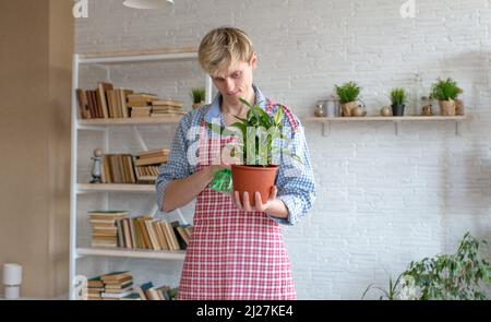 Un giovane attraente in un grembiule si occupa di piante domestiche, annaffiatura e lavorazione dei fiori. Foto Stock