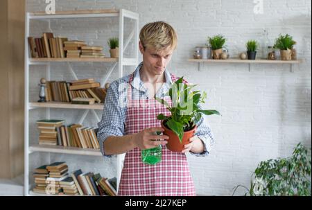 Un giovane attraente in un grembiule si occupa di piante domestiche, annaffiatura e lavorazione dei fiori. Foto Stock