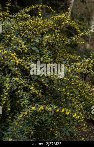 Wintergreen Barberry o Barberry cinese - Berberis julianae. Fiori gialli dorati nel marzo-aprile, raggruppati in densi racemi. Foto Stock