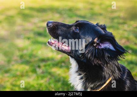 Primo piano ritratto di una giovane collie di bordo bianco e nero mongrel con bocca aperta, vista laterale, seduta su erba verde e gialla. Giornata di sole in un parco. Foto Stock