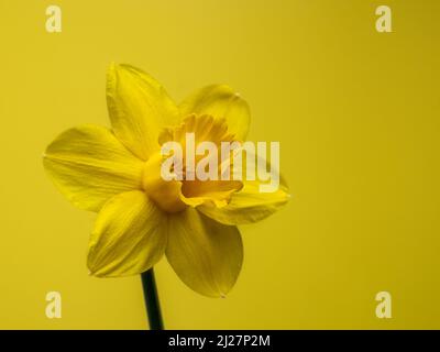 primo piano di singolo daffodil giallo su sfondo giallo Foto Stock