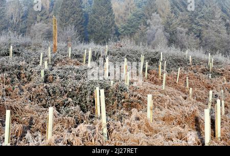 Piantine di alberi appena piantate protette e supportate in un paesaggio coperto di gelo a metà inverno a Cannock Forest su Cannock Chase AONB (area di stand Foto Stock