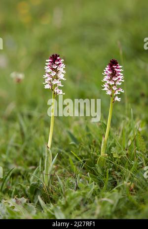 Bruciò o bruciò-punta Orchid Neotinea (Orchis) ustulata fiori della primavera a filo a Parsonage giù sul Wiltshire Downs UK Foto Stock