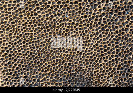 Worm Sabellaria alveolata a nido d'ape che circonda rocce esposte a bassa marea sulla riva del litorale di Glamorgan a Nash Point South Wales Foto Stock