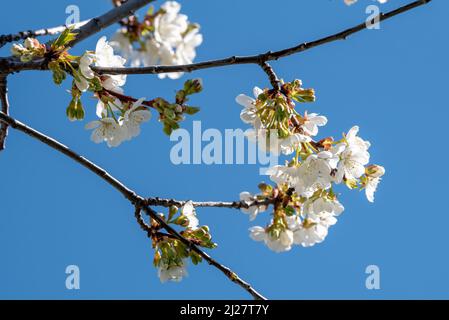 Fiori di mela granchio, Wallowa Valley, Oregon. Foto Stock