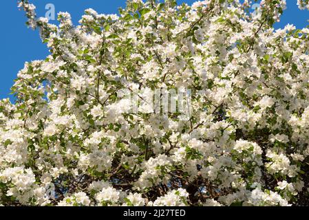Granchio melo in fiore, Wallowa Valley, Oregon. Foto Stock