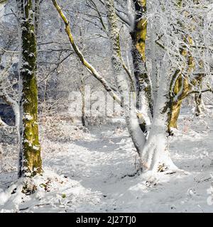 Betulla illuminato dalla luce del mattino in inverno a Cannock Chase con la neve e il gelo su Cannock Chase AONB Area di eccezionale bellezza naturale in autunno le STAF Foto Stock