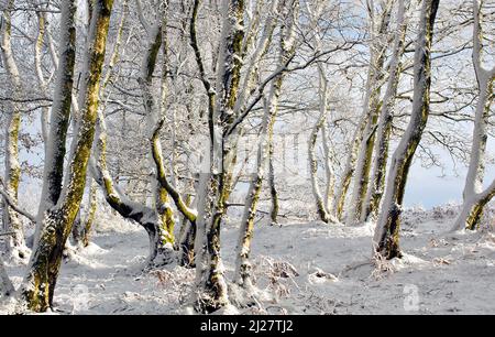 Bosco di betulle illuminato dalla luce del mattino in inverno a Cannock Chase con la neve e il gelo su Cannock Chase AONB Area di eccezionale bellezza naturale in autunno Foto Stock