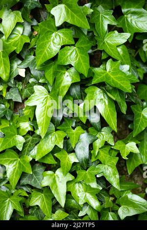 Un frammento di un tronco di albero con corteccia grigia, coperto da viti di succosa foglie di edera verde. Sfondo naturale e organico. Foto Stock