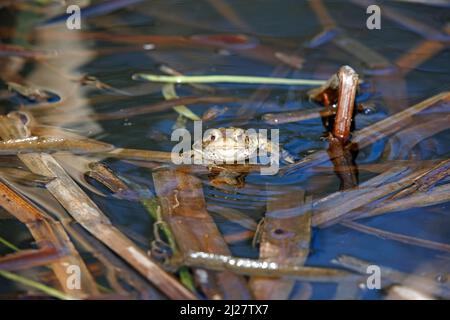 Rospi comuni in uno stagno durante la stagione di riproduzione. Foto Stock