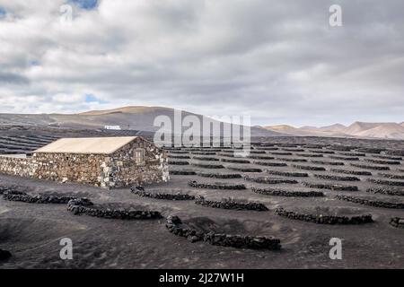 Paesaggio vulcanico nella regione la Geria di Lanzarote. Le colture sono piantate qui in zocos, shelters a forma di ferro di cavallo. La regione è famosa per il vino Foto Stock