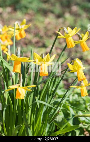 Gruppo di Daffodils (Narcissus sp.) Foto Stock