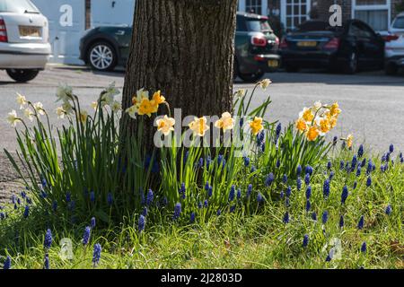 Gruppo di Daffodils (Narcissus sp.) Foto Stock