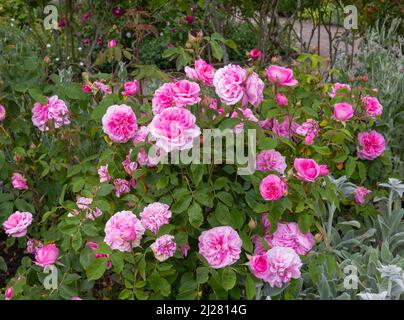 rosa gertrude jekyll si presenta come un piccolo arbusto verticale con un profumo intenso e ricco di fiori rosa Foto Stock